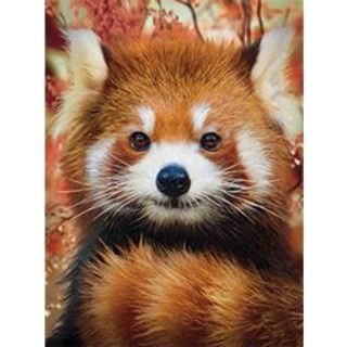 Obrázek z Obrázek 3D 30x40cm - panda červená 